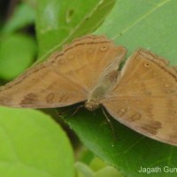 Junonia iphita Cramer, 1779